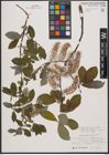Foto von Salix appendiculata Vill.